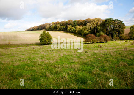 Kreide Landschaft Fyfield Hill, Marlborough Downs, Wiltshire, England, UK Stockfoto