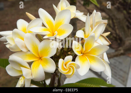 Mauritius, Cap Malheureux, Friedhof, duftenden Plumeria Frangipani Blüten, Stockfoto