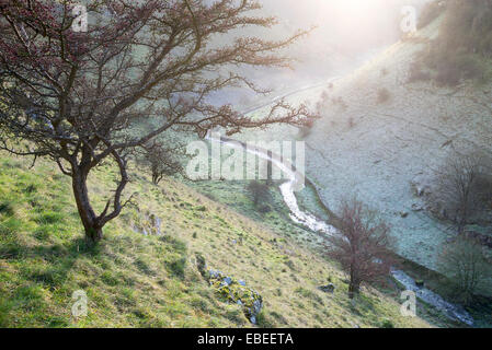 Ein Wintermorgen am Lathkill Dale in der Peak District National Park, Derbyshire. Stockfoto