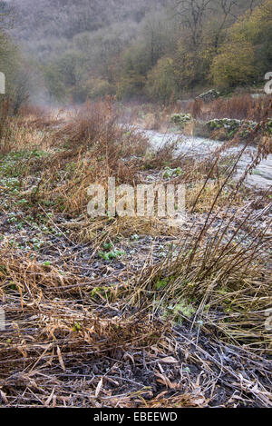 Ein Wintermorgen am Lathkill Dale in der Peak District National Park, Derbyshire. Mattierte Vegetation neben Fluß Lathkill. Stockfoto