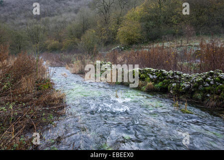 Ein Wintermorgen am Lathkill Dale in der Peak District National Park, Derbyshire. Fluß Lathkill und mattierte Steinmauer. Stockfoto