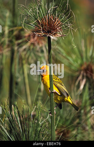 Männlichen Kap Weber (Ploceus Capensis) auf ein Rohr sitzen. Stockfoto