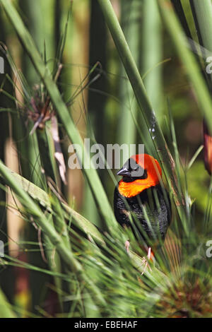 Südlichen Roten Bischof (Euplectes Orix) sitzen im Schilf. Stockfoto