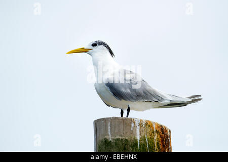 SWIFT Tern (Thalasseus Bergii) stehend auf einem Mast, Walvisbaai, Namibia. Stockfoto