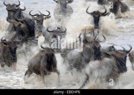 Herde von Gnus (Connochaetes Taurinus), die Überquerung des Mara Flusses mit langsamen Shutterspeed für Bewegung, Serengeti national Stockfoto