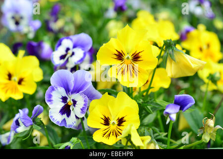 Blumen-Stiefmütterchen Stockfoto