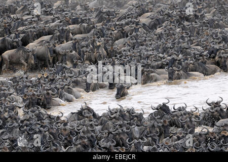 Herde von Gnus (Connochaetes Taurinus), die Überquerung des Mara Flusses, Serengeti Nationalpark, Tansania. Stockfoto