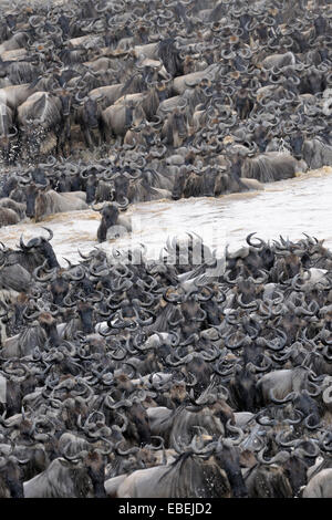 Herde von Gnus (Connochaetes Taurinus), die Überquerung des Mara Flusses, Serengeti Nationalpark, Tansania. Stockfoto