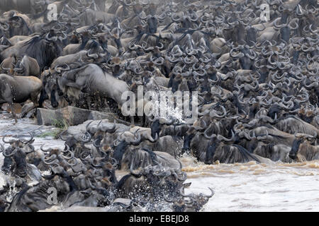 Herde von Gnus (Connochaetes Taurinus), die Überquerung des Mara Flusses, Serengeti Nationalpark, Tansania. Stockfoto