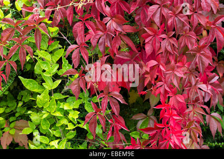 Wildem Wein, Parthenocissus Quinquefolia, mit roten Blätter auf Gartenmauer, Wales, UK Stockfoto