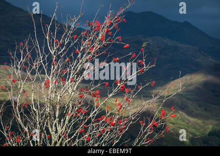 Leuchtend rote Baum Vogelbeeren in Snowdonia Landschaft. Berge im Schatten hinter Baum der von Sonnenlicht erhellt wird. Stockfoto