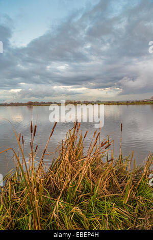 Rohrkolben am Stausee in der Nähe von Goole, Humberside, England, UK Stockfoto