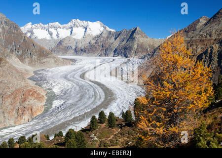 Aletsch Gletscher, Schweiz Stockfoto