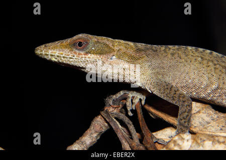Ein Carolina Anole sitzt auf einem Blatt Stockfoto