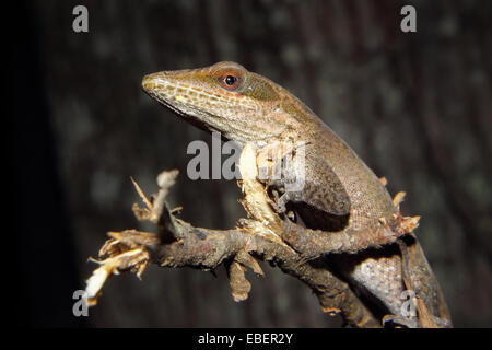 Ein Carolina Anole sitzt auf einem Blatt Stockfoto
