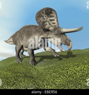 Zuniceratops Dinosaurier zu Fuß auf dem Rasen durch Tag - 3D render Stockfoto