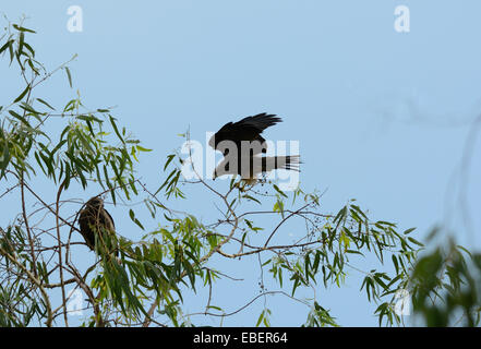 schön allein Schwarzmilan (Milvus Migrans) stehend auf Ast Stockfoto