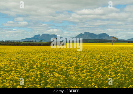 Raps-Feld und Stirling Range, WA, Australien Stockfoto