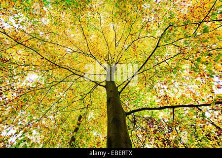 schöne Baumkrone ein Herbst Buche Stockfoto