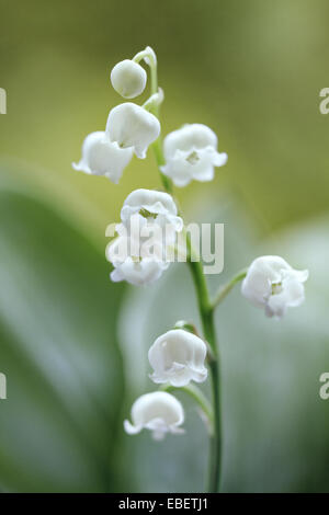 Ein Stamm von Lily Of The Valley Blumen Stockfoto