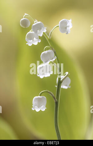 Ein Stamm von Lily Of The Valley Blumen Stockfoto