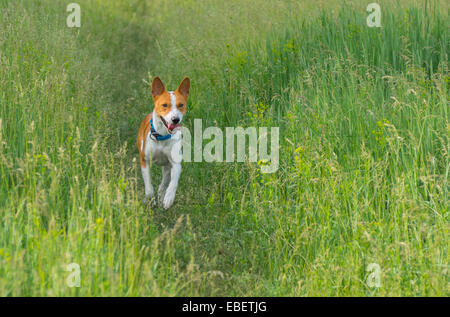 Niedliche Basenji Hund im Frühjahr Rasen laufen Stockfoto