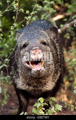 Javelina oder Halsband Peccary - Camp Lula Sams - Brownsville, Texas USA Stockfoto