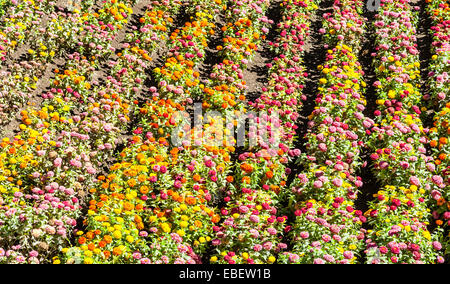 Tagetes farbigen Feld, während Frühjahrssaison kultiviert Stockfoto