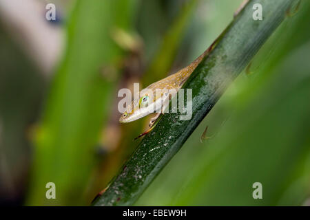 Grüne Anole - Camp Lula Sams - Brownsville, Texas USA Stockfoto