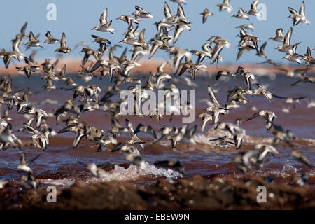 Sanderlinge im Flug (Calidris Alba) Nordkap - Prince Edward Island, Canada Stockfoto