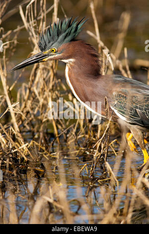 Grüne Heron - Camp Lula Sams - Brownsville, Texas USA Stockfoto