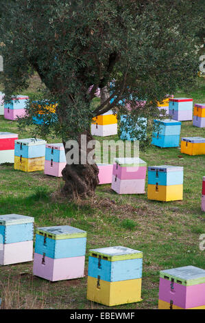 Reihen von bunten Bienenstöcke im Olivenhain Stockfoto