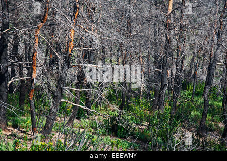 Sechs Jahre nach der großen Waldbrand Vegetation Stockfoto