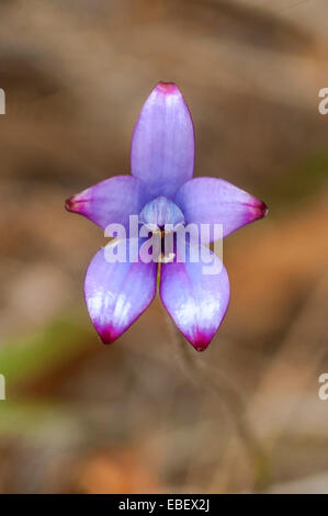 Elythranthera Brunonis, lila Emaille-Orchidee in Cape Le Grande NP, WA, Australien Stockfoto