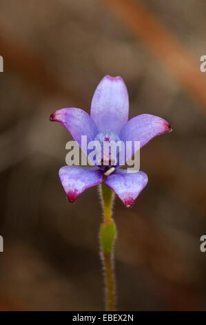 Elythranthera Brunonis, lila Emaille-Orchidee in Cape Le Grande NP, WA, Australien Stockfoto