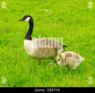 Kanadagans Branta Canadensis mit Gosling mit gelben flauschige, zu Fuß durch smaragdgrünen Rasen in Feuchtgebieten Stockfoto