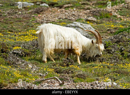 Kaschmir-Ziege, mit langen zotteligen weißen Haaren und Hörner, Weiden unter gelbe Wildblumen an Hängen des Great Orme, Llandudno Wales Stockfoto