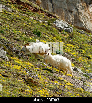 Zwei Kaschmir Ziegen, langen zotteligen weißen Haaren & Hörner, Weiden unter gelbe Wildblumen an Hängen des Great Orme, Llandudno Wales Stockfoto