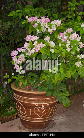 Cluster von zarten rosa & weißen Blüten (Hochblätter) & smaragdgrüne Blätter der Bambino Bougainvillea Majik in großen dekorativen Behälter Stockfoto