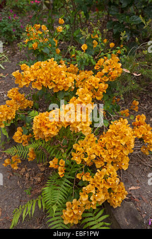 Großen Dichte Büscheln von leuchtend orange Blüten (Hochblätter) & Smaragd-Grün Blätter Bambino Bougainvillea Sorte "Siggi" Stockfoto