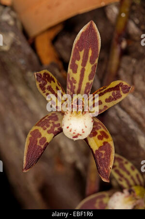 Der kleine braune & gelbe Blume des Australian native schwarze Orchidee Cymbidium Caniculatum, den epiphytischen Arten hautnah Stockfoto