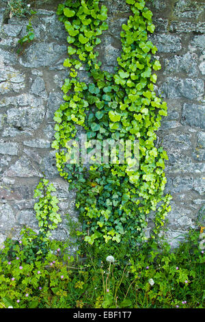 Smaragd grünen europäischen Efeu, Hedera Helix, eine invasive Kletterpflanze auf alten Steinmauer in Denbigh Castle, Nord-Wales Stockfoto