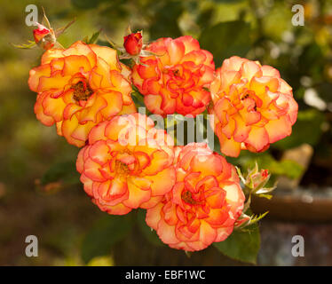 Cluster von spektakulären Parade Rosen & Knospen, leuchtend roten, Orangen und gelben Blüten mit Rüschen rot umrandete Blütenblätter, olivgrün bkgd Stockfoto