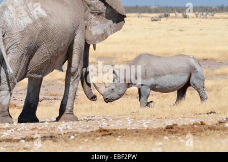 Afrikanischer Elefant (Loxodonta Africana), weibliche beobachten eine männliche schwarze Nashorn (Diceros Bicornis), Etosha Nationalpark, Namibia Stockfoto