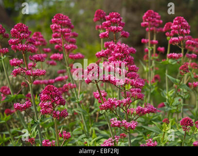 Gruppe von leuchtend roten Blüten und Laub von Centranthus Ruber, Baldrian, britische Wildblumen wachsen an Llandudno Wales Stockfoto