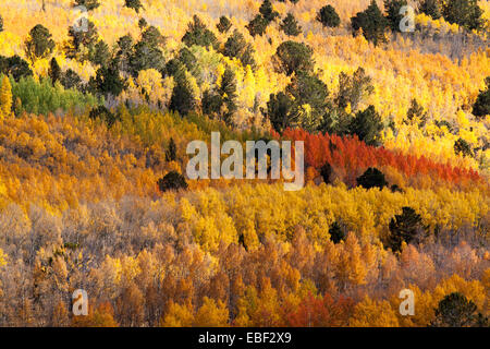 Ein Berghang mit Beben Aspen Bäume in voller Herbst Herrlichkeit bedeckt Stockfoto