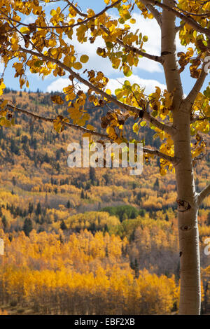 Eine Kranken Aspen gesehen vor dem Hintergrund der vielen aspen Waldungen in herbstlichen Farben. Lateinischen "Populous Tremuloides" Stockfoto