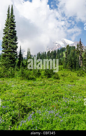 Mount Rainier in der Nähe von Seattle, Washington Stockfoto