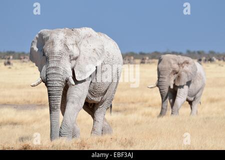 Zwei Stiere in afrikanischen Elefanten (Loxodonta Africana), bedeckt mit Schlamm, Wandern in Trockenrasen, Etosha Nationalpark, Namibia, Afrika Stockfoto