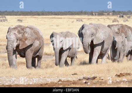 Herde von afrikanischen Elefanten (Loxodonta Africana), bedeckt mit Schlamm, Wandern in Trockenrasen, Etosha Nationalpark, Namibia, Afrika Stockfoto